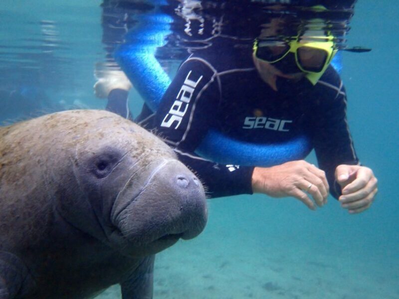 Crystal River: Manatee Snorkel Tour w/ In-Water Photographer - The Return and Additional Perks