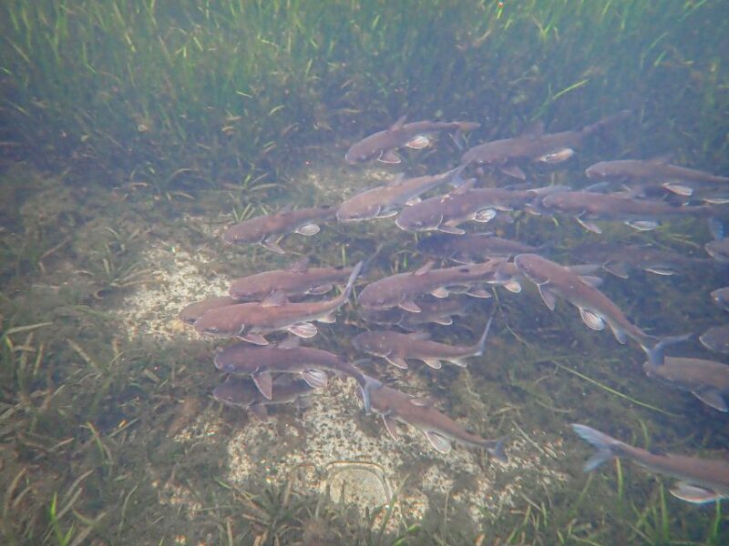 Crystal River: Manatee Swim Group Tour - The Wildlife and Water Conditions