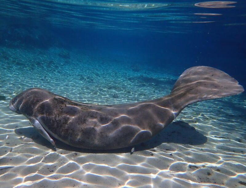 Crystal River: Manatee Swim Group Tour - The Logistics and Value