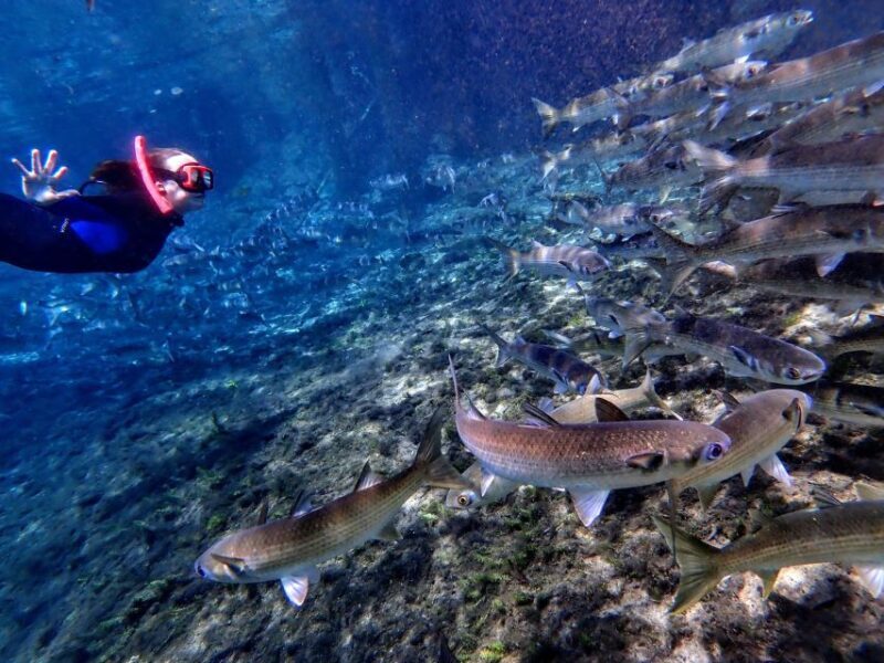 Crystal River: Manatee Swim Group Tour - Reviews That Speak Volumes