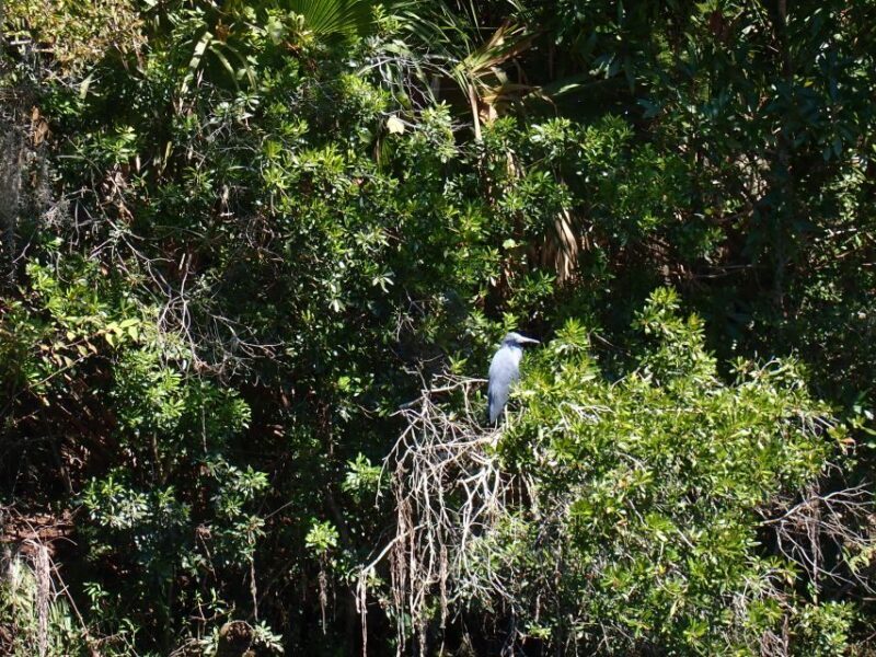 Crystal River: Manatee Viewing Cruise - FAQ