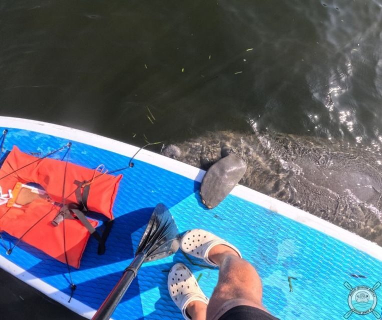 Crystal River: Paddle Board Rental - What to Expect from Your Paddleboard Adventure