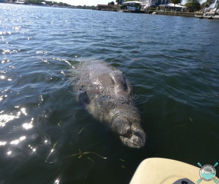 Crystal River: Paddle Board Rental - FAQ