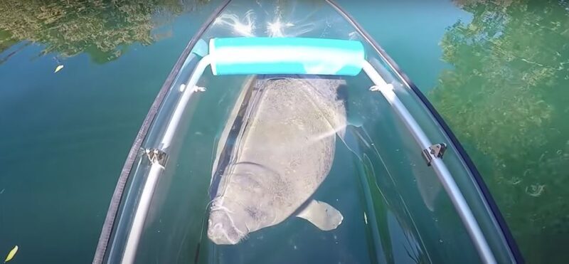 Crystal River: Three Sisters Springs Eco Tour by Clear Kayak - An In-Depth Look at the Crystal River Eco Tour