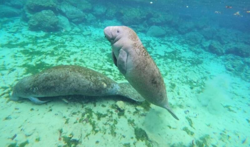 Crystal River: VIP Kayak and Swim with Manatees Tour - An Overview of the Experience