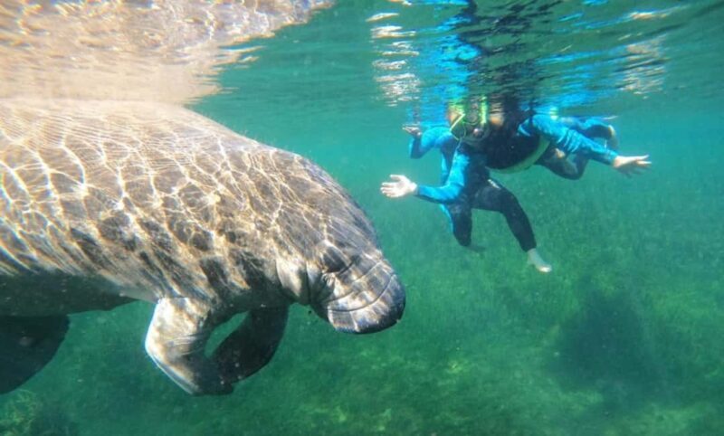 Crystal River: VIP Kayak and Swim with Manatees Tour - The Itinerary: What You Can Expect