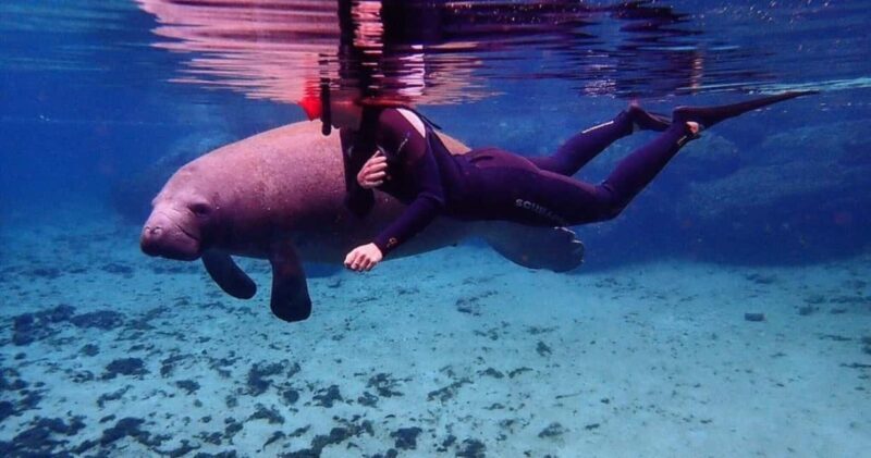 Crystal River: VIP Kayak and Swim with Manatees Tour - Real Travel Perspectives and Practical Tips