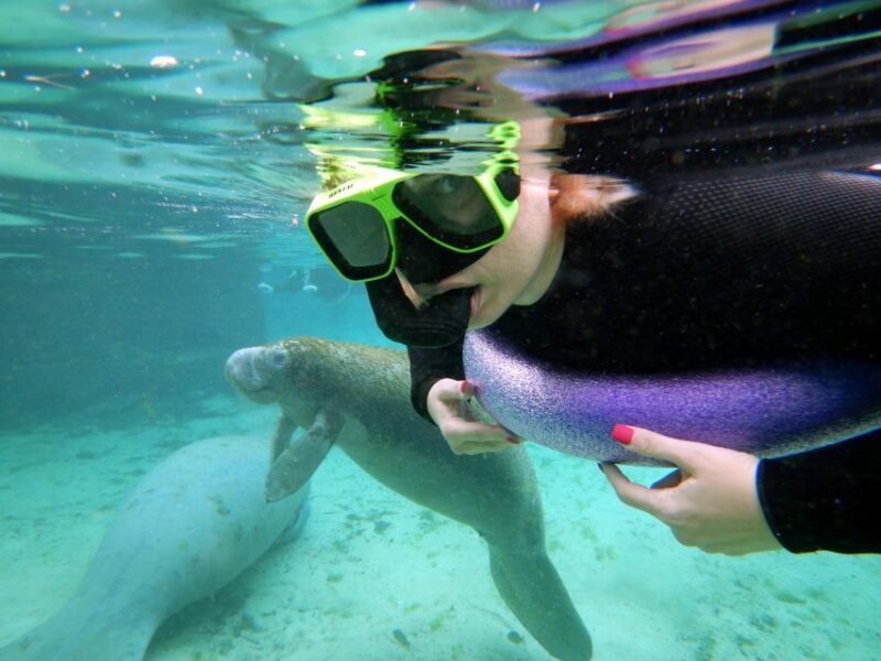 Crystal River: VIP Manatee Swim w/ In-water Photographer - What You Can Expect at Each Stage