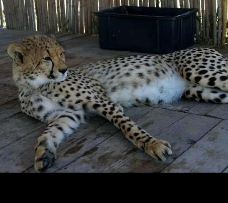 CT:Cheetah Sanctuary- Lion- big cats and Wine Tasting Tour - Introduction