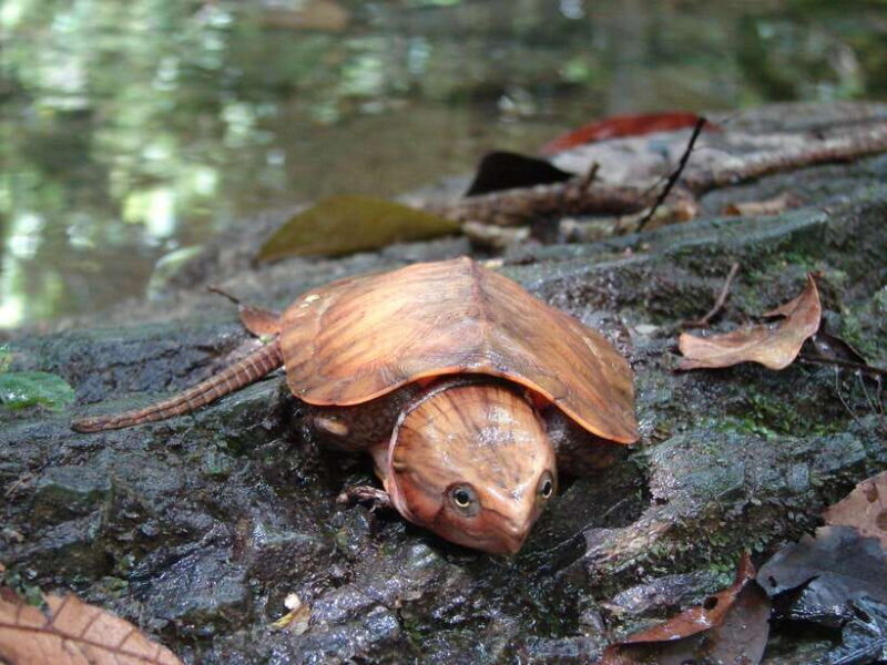 Cuc Phuong National Park Adventure: Nature Tour in 1 day - Key Points