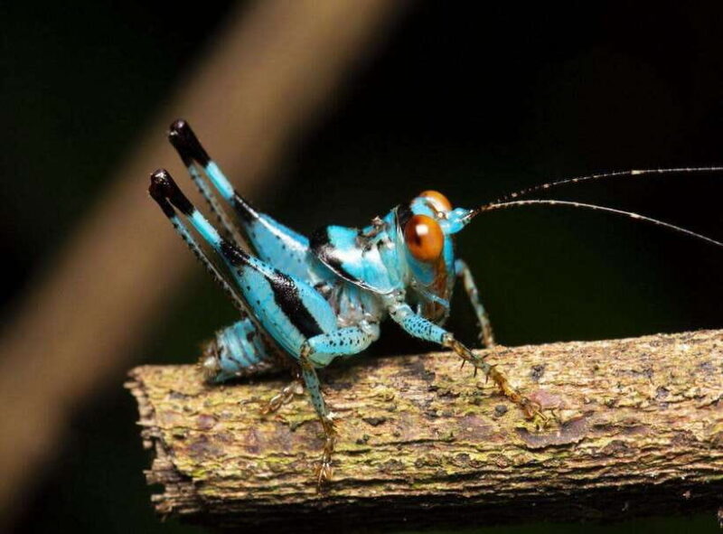 Cuc Phuong National Park Adventure: Nature Tour in 1 day - Overview of the Experience