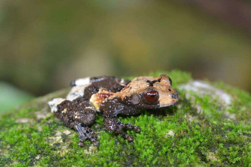 Cuc Phuong National Park And Van Long Wetlands 2 Days Tour - Summary: Who Is This Tour For?