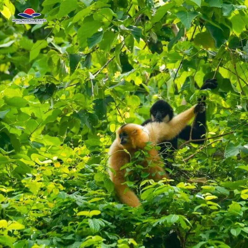 Cuc Phuong National Park And Van Long Wetlands 2 Days Tour - FAQ: Common Questions About the Tour