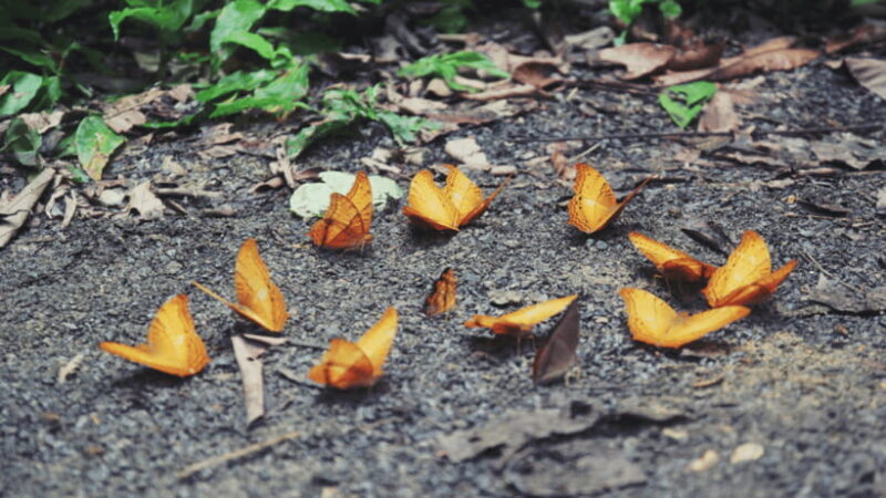 Cuc Phuong National Park Hiking Tour - Exploring Prehistoric Roots: The Cave of Prehistoric Man
