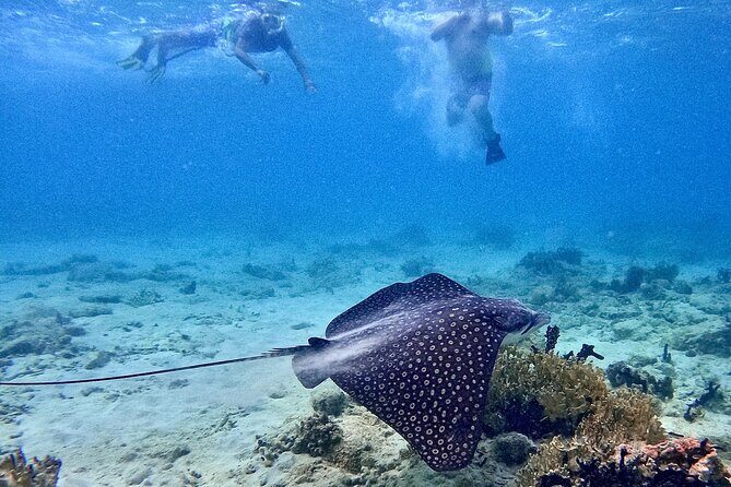 Culebra Swim with Turtles Adventure and Flamenco Beach by Ferry - FAQ