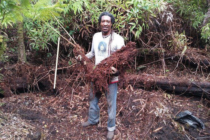 Cultivate Hapuu Ferns with Citrus Tea in the Hawaiian Rainforest - Exploring the Details of the Tour