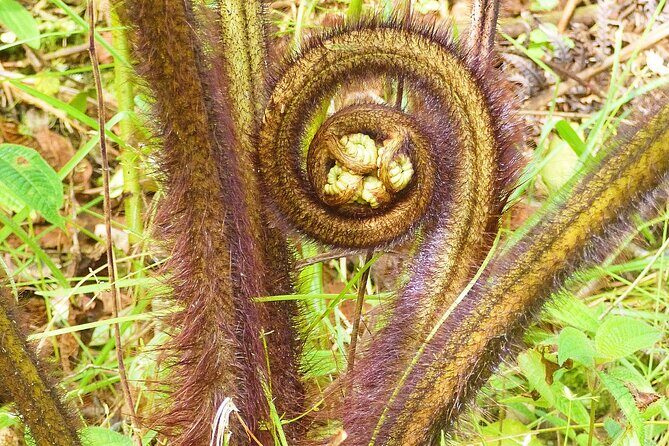 Cultivate Hapuu Ferns with Citrus Tea in the Hawaiian Rainforest - Final Thoughts: Is It Worth It?