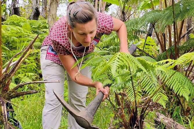 Cultivate Hapuu Ferns with Citrus Tea in the Hawaiian Rainforest - FAQs