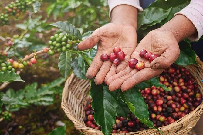 Cultural Immersion in Cacao and Coffee in the Southern Sierra of Oaxaca - A Detailed Look at the Tour Experience