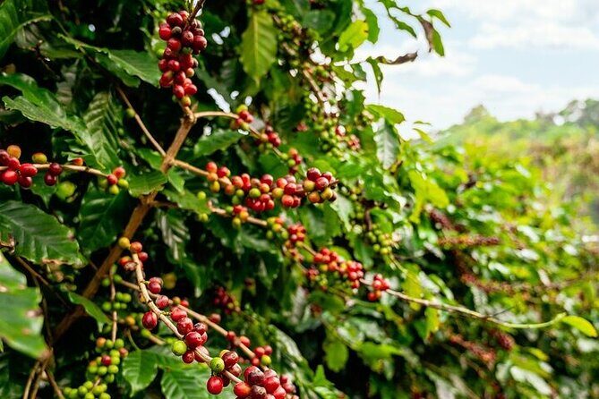 Cultural Immersion in Cacao and Coffee in the Southern Sierra of Oaxaca - Final Thoughts: Who Will Enjoy This Tour?
