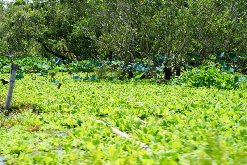 Culture And Wildlife Premium Discovery | Chau Doc Tra Su - An In-Depth Look at the Experience