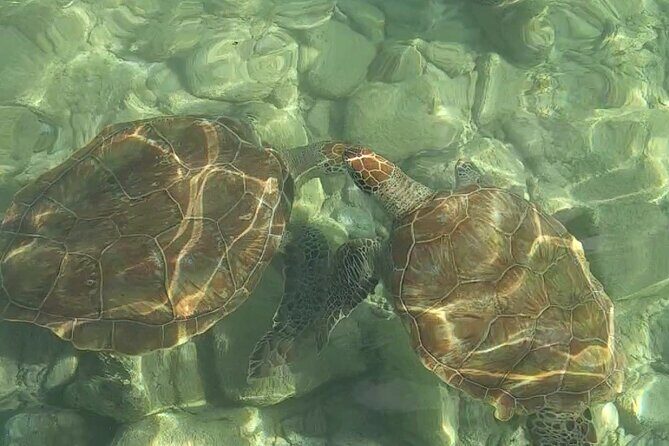 Curaçao ClearBoat Snorkel Tour  Daaibooi, Porto Marie & Cas Abao - Who Will Love This Tour?