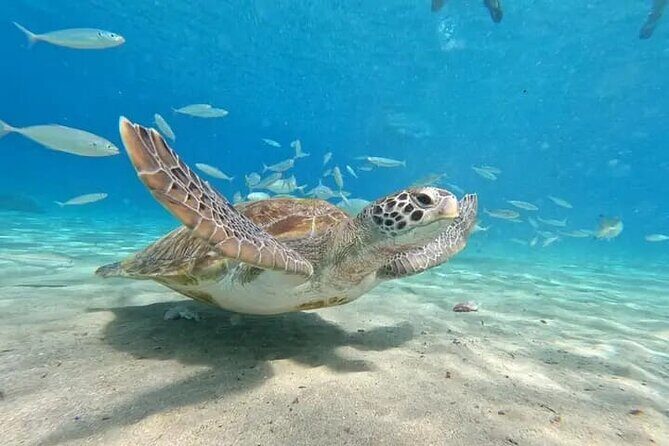 Curacao Sea Turtle Swim and West Side Natural Highlights - The Group Size and Pace