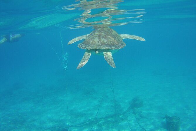Curacao Sea Turtle Swim and West Side Natural Highlights - Authentic Insights from Other Travelers