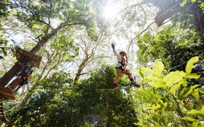 Currumbin: Treetop Challenge Adventure Park - Key Points
