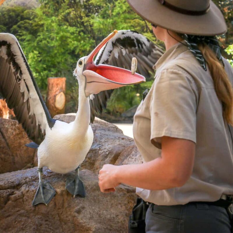 Currumbin Wildlife Sanctuary Entry Ticket - Analyzing the Value