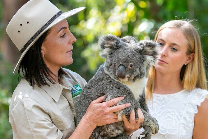 Currumbin Wildlife Sanctuary General Entry Ticket - The Sum Up: Is Currumbin Wildlife Sanctuary Worth It?