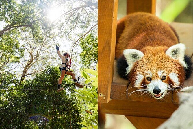 Currumbin Wildlife Sanctuary Pass + The Treetop Challenge - What to Expect from the Experience