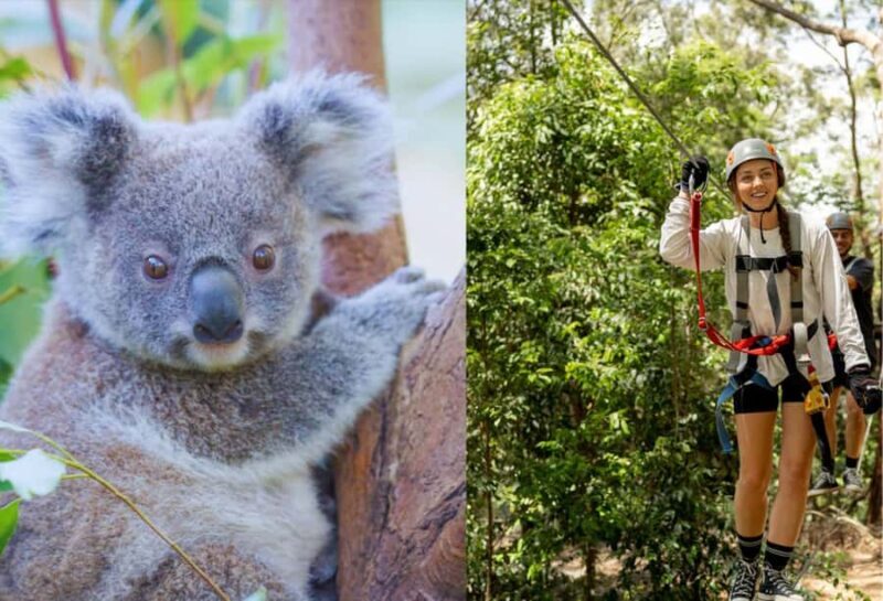 Currumbin Wildlife Sanctuary & TreeTop Challenge Combo - The View and Authenticity
