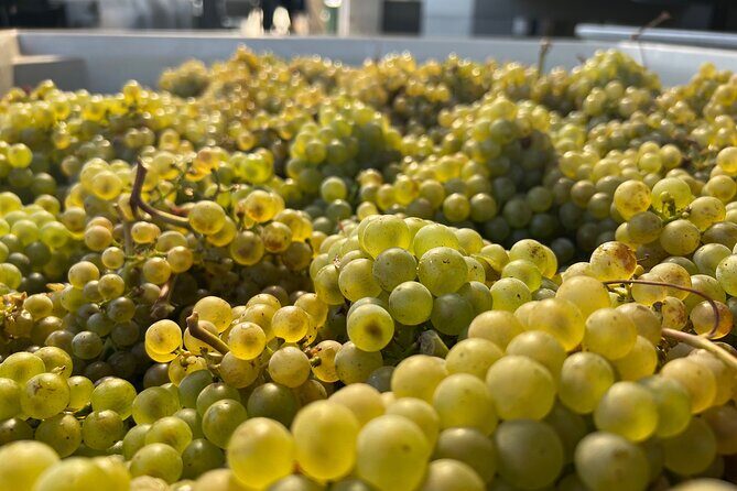 Custom Willamette Wine Tours from The Allison Inn and Spa - An In-Depth Review of the Willamette Valley Private Wine Tour
