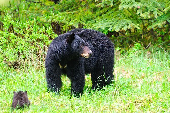 Customizable Private Tour in Ketchikan with Pick Up - What’s Included and How It Adds Value