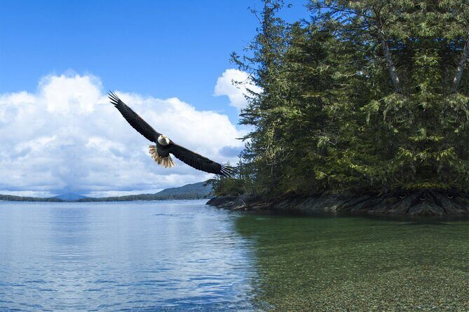 Customizable Private Tour in Ketchikan with Pick Up - Wildlife and Scenic Sightings: What You Might Expect