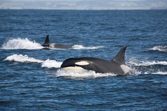 Customizable Private Tour in Ketchikan with Pick Up - Potential Drawbacks and Considerations