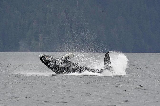 Customizable Private Wildlife Tour - Introduction to the Experience