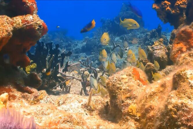 Customize Snorkeling with Option shopping Lunch & Stop local food - The Snorkeling Cruise: Close to the Reef
