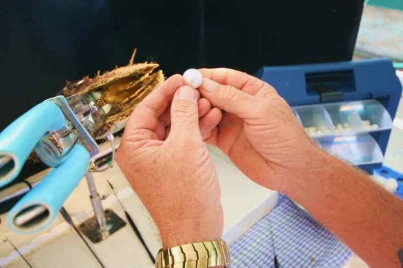 Cygnet Bay Pearl Farm Behind-the-Scenes Tour & Live Harvest - Key Points: