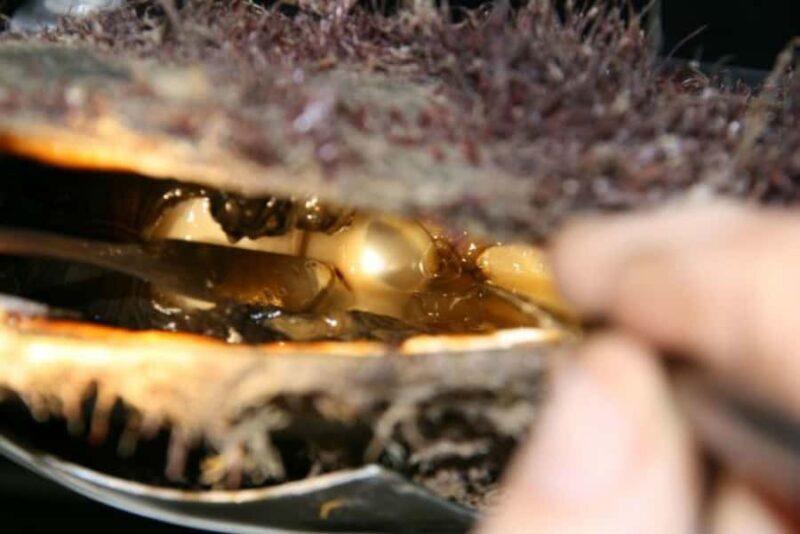 Cygnet Bay Pearl Farm Behind-the-Scenes Tour & Live Harvest - Who Will Love This Tour?