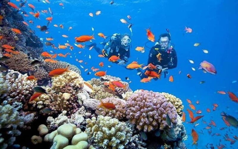 Da Nang/Hoi An: Cham Island Snorkeling or Diving Tour - An In-Depth Look at the Cham Island Experience