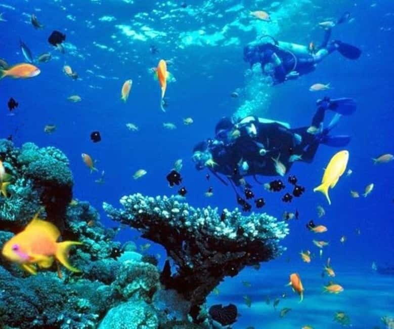 Da Nang/Hoi An: Diving in Cham Islands with an instructor - What Travelers Should Know Before Booking