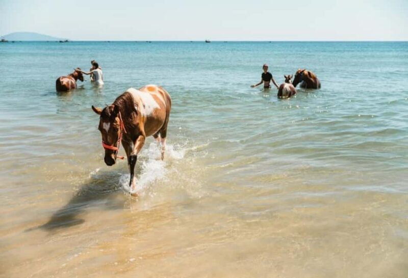 Da Nang: Nature & Horse-Riding Experience - Authenticity and Reviews: What Travelers Say