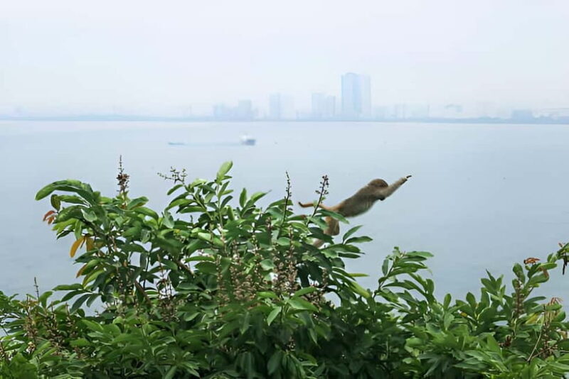 Da Nang: Wildlife watching, Douc Langurs watching, education - Key Points