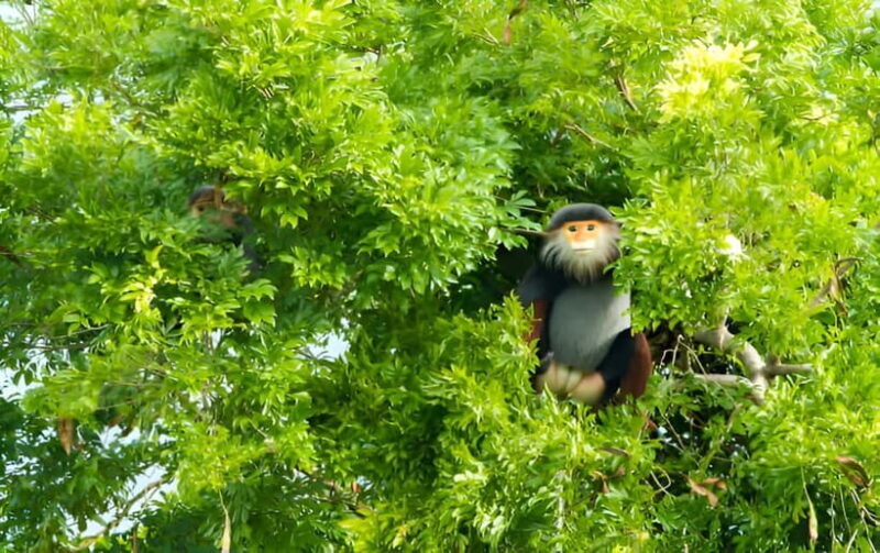Da Nang: Wildlife watching, Douc Langurs watching, education - A Closer Look at the Itinerary and Experience