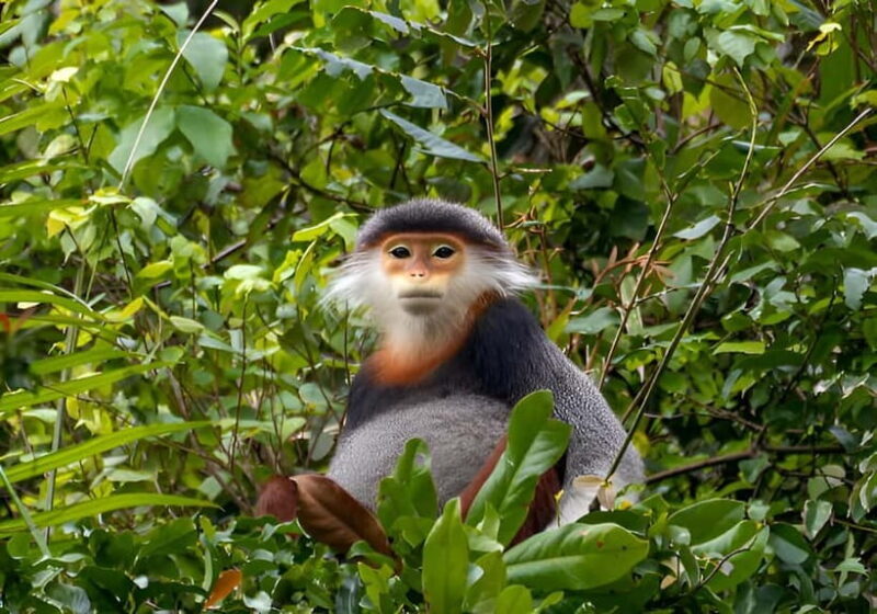 Da Nang: Wildlife watching, Douc Langurs watching, education - The Authentic Experience