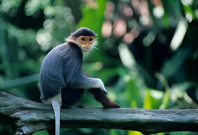 Da Nang: Wildlife watching, Douc Langurs watching, education - Final Thoughts
