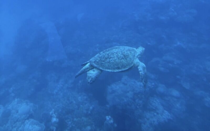 Dahab: Royal seascope Semi-Submarine Cruise - Final Thoughts