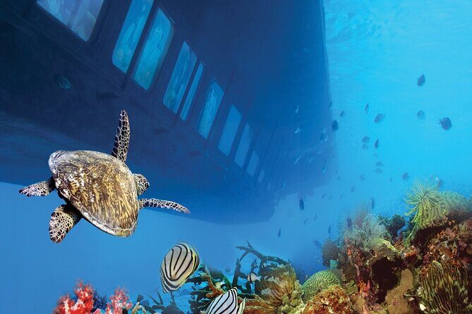 Dahab: Royal Seascope Submarine Guided Boat Tour - Insights from Reviews and What Travelers Say